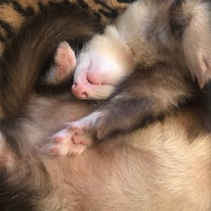 Meet your Posher, Rei